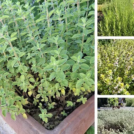 Apartment Casale Lucciole *