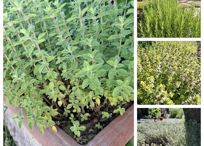 Daire Casale Lucciole *